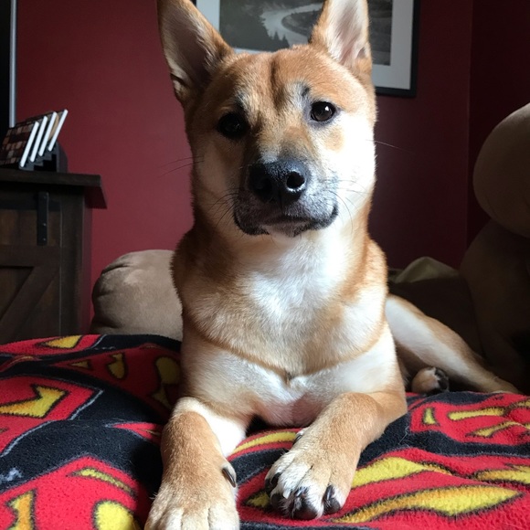 Meet your Posher, Victoria - Picture 4 of 6